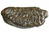 Gorgeous, Fossil Woolly Mammoth Upper M Molar - Poland #370385-3